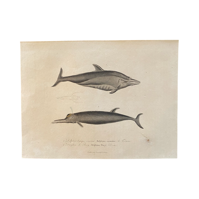 French Antique 18th Century Dolphin Engraving Hand Colored Artwork