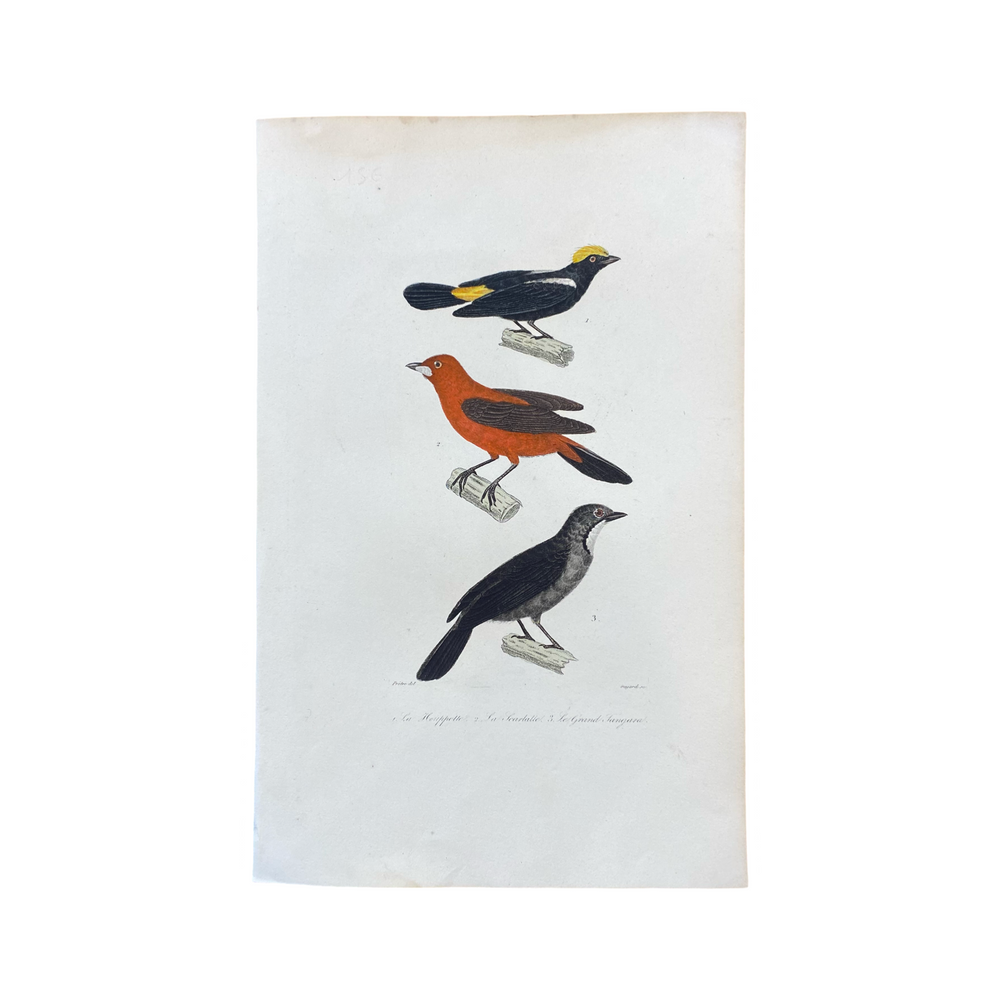 French Antique 18th Century "Le Grand Tangara" Bird Engraving Hand Colored Signed Artwork