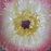French Orchies Majolica Pink Daisy Floral Plate Circa 1890