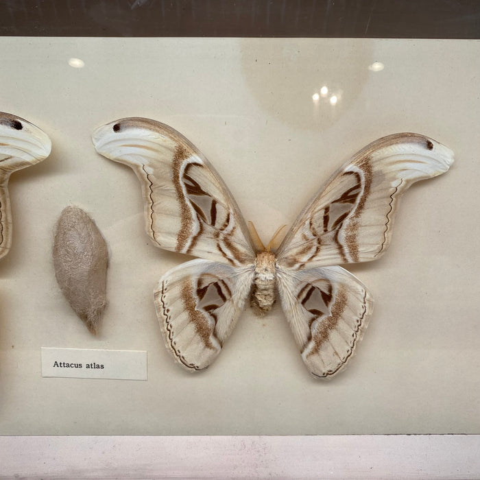 Butterfly Artwork “Attacus Atlas” in Silver Frame