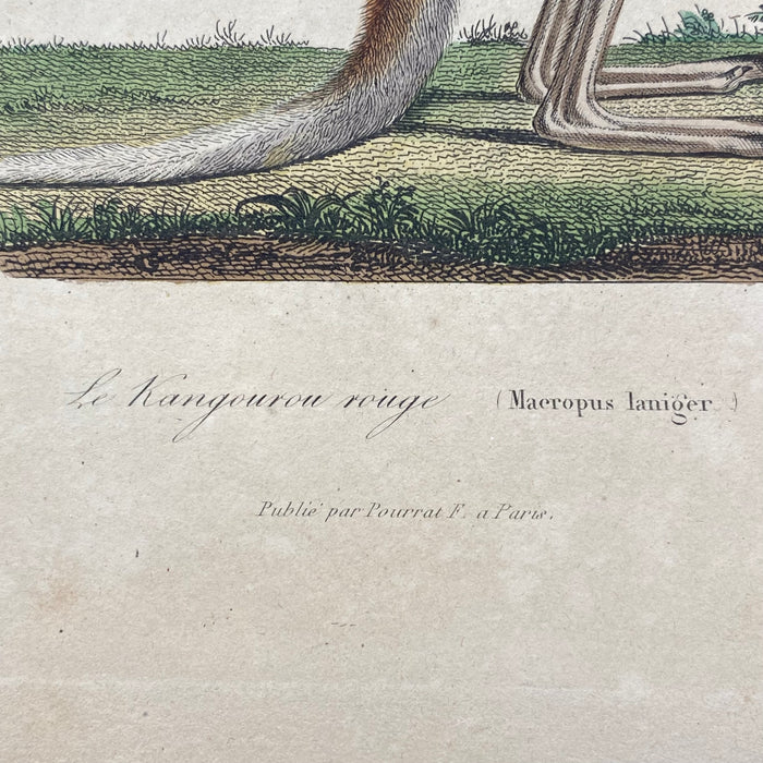 French Antique 18th Century "Le Kangourou Rouge" Kangaroo Engraving Hand Colored Artwork