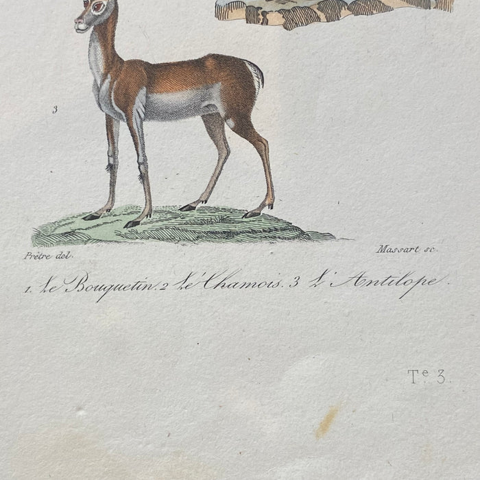 French Antique 18th Century "Le Antilope" Animal Engraving Hand Colored Signed Artwork