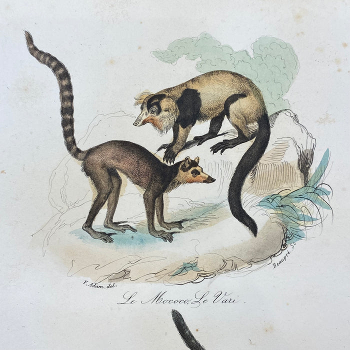 French Antique 18th Century "Le Mococo" Animal Engraving Hand Colored Signed Artwork