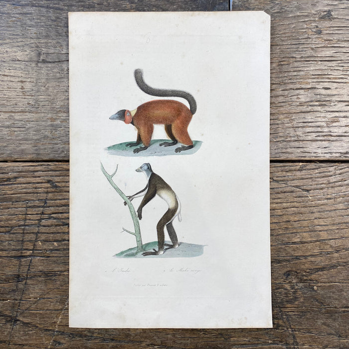 French Antique 18th Century "Le Maki Rouge" Animal Engraving Hand Colored Artwork