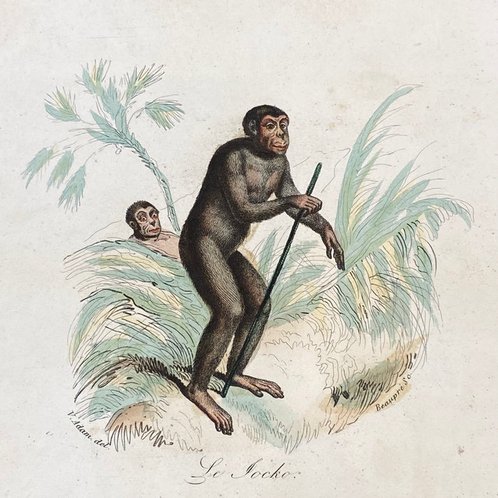 French Antique 18th Century "Le Jocko" Monkey Animal Engraving Hand Colored Signed Artwork