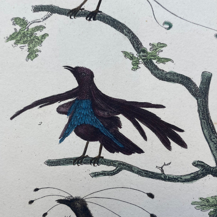 French Antique 18th Century "Le Manucode" Bird Engraving Hand Colored Signed Artwork